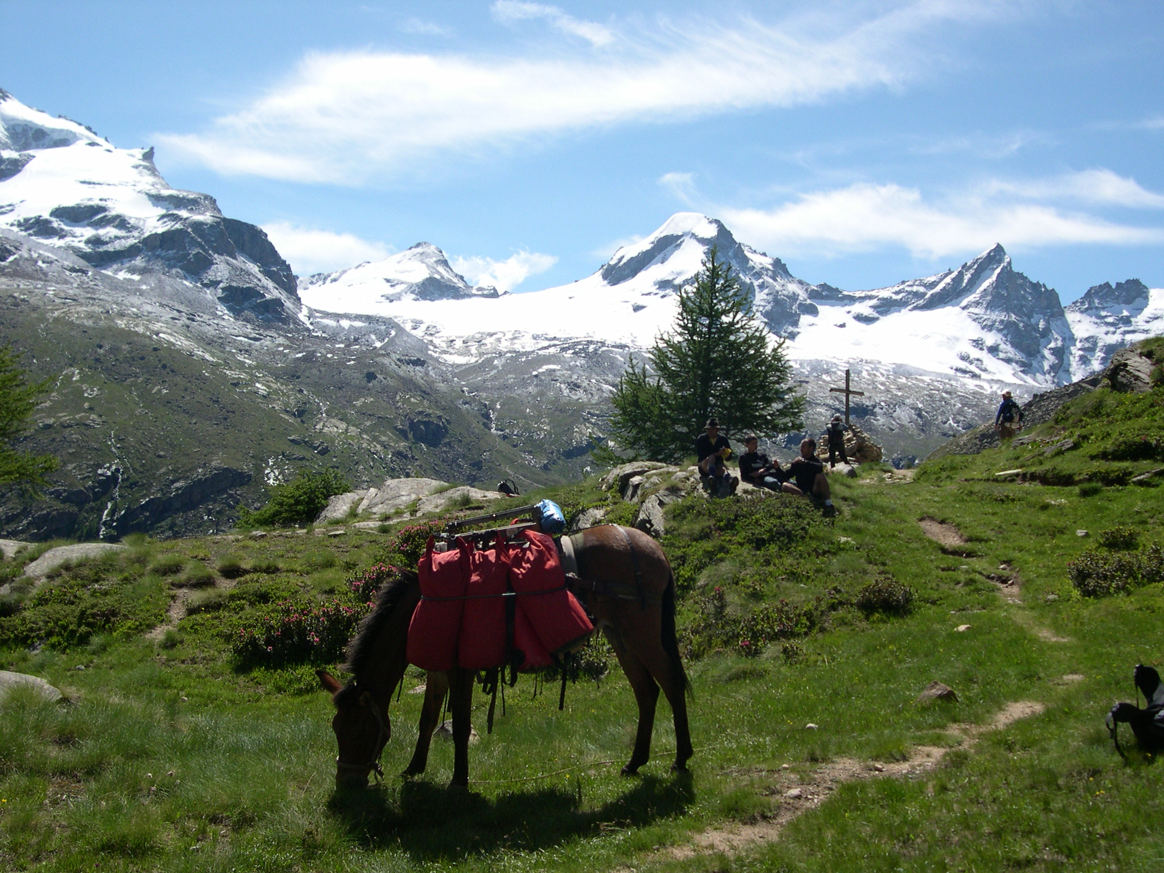 mules-grand-paradis-randonnee-nature-paysages-faune-flore